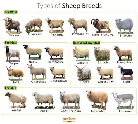 KNOW YOUR ANIMAL BREED BEFORE YOU BUY
